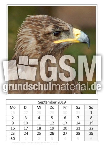 September_Steinadler.pdf